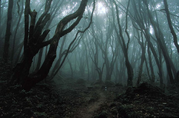 Les forêts les plus hantées du monde Japon-foret-suicide-sombre